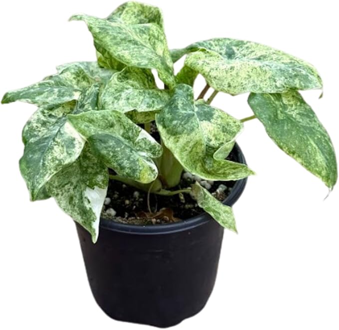Live Alocasia Batik Odora Variegated Plant - Rare Exotic Tropical Houseplant, Stunning Indoor Foliage, Easy Care Air-Purifying Plant for Home Decor, Office, and Unique Gifts (Heat Pack Included)
