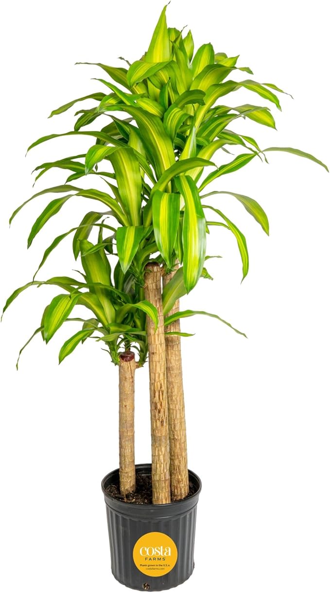 Costa Farms Dracaena Mass Cane Extra Large Live Indoor Plant, 4 to 5-Feet Tall, Potted in Grower's Pot