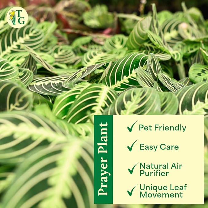 Thorsen's Greenhouse Lemon Lime Prayer Plant, Live Indoor Plant, Pet Friendly, Attractive Houseplant, Lemon Maranta, Natural Air Purifier, Easy to Grow, 4" Diameter Pot, White