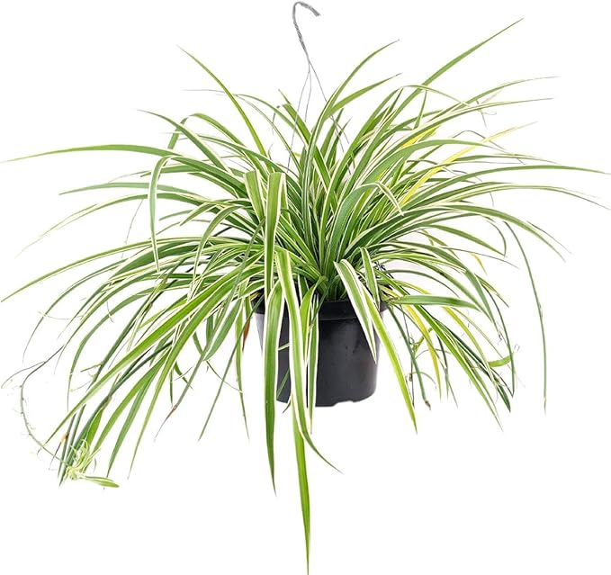 Spider Plant (6 inch) - Air-Purifying Houseplants - 4/6 inch Unique Live Decorative Houseplants - Low-Maintenance Indoor Plants, House Warming Gift, Natural Air Purifier