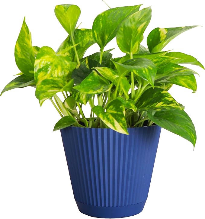 Thorsen's Greenhouse Golden Pothos, Live Indoor Vining Plant, Easy to Grow, Variegated Houseplant, Natural Air Purifier (Navy, 6-inch Pot)