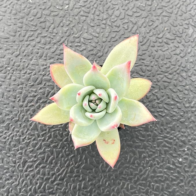 Live Succulent Echeveria 'Brandtii', 2 Inch Fully Rooted Potted Plant, Easy Care & Drought Tolerant, Indoor Houseplant for Home Decor