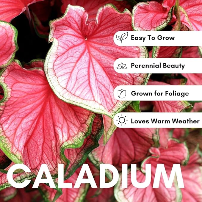 2 Gingerland Caladium Bulbs for Planting - Great Indoor Plant, Does Well in Low Light - Beautiful Spotted Leafs Stand Out