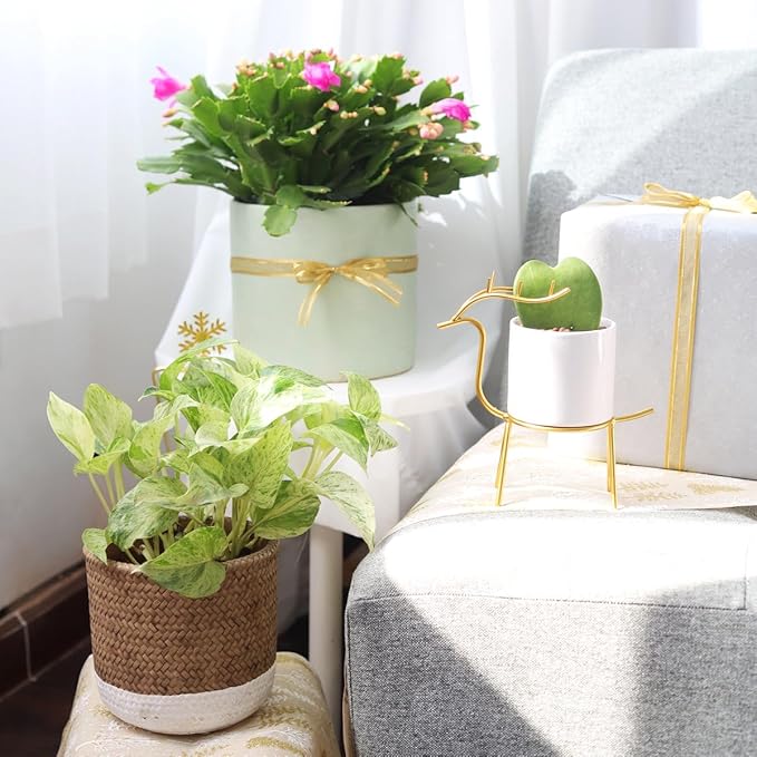 Pothos 'Marble Queen' (4 inch) - Air-Purifying Houseplants - 4/6 inch Unique Live Decorative Houseplants - Low-Maintenance Indoor Plants, House Warming Gift, Natural Air Purifier