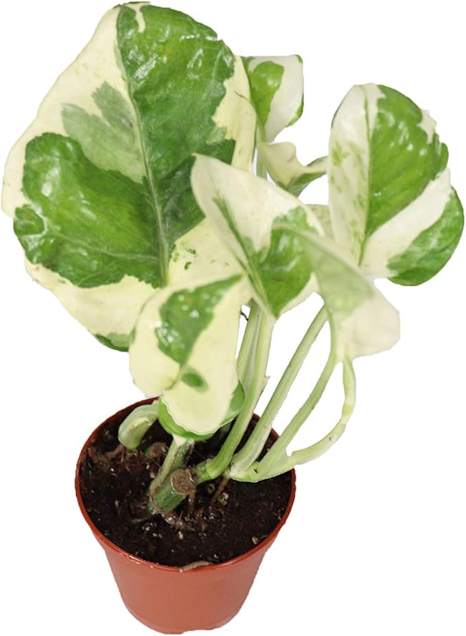 Pothos 'N Joy - 2.5" Growers pot Live Plant - Variegated White and Green Leaves - Easy to Care for - Perfect for Indoor and Outdoor Home Decor, Office, and Gift