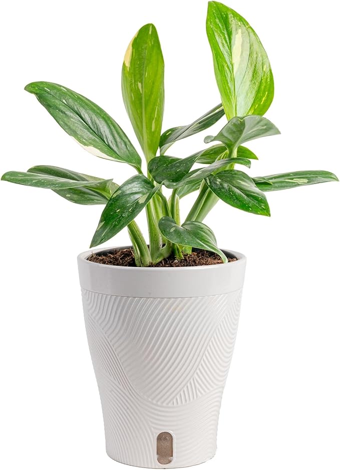 Costa Farms Monstera Cobra Live Plant, Rare Unique Live Indoor House Plant in 6-Inch Self-Watering Houseplant Pot, Potting Soil, Trending Tropicals Plants, Room and Home Decor