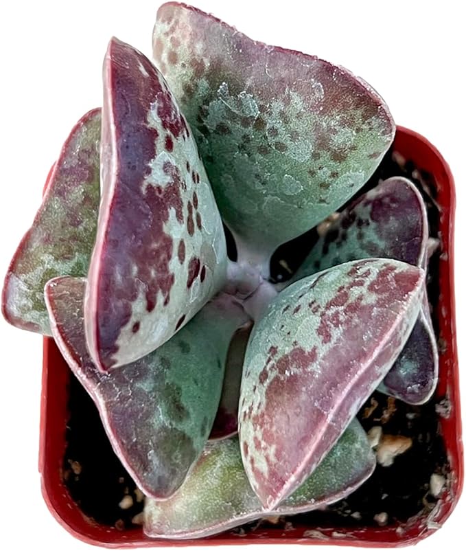 Sprout N Green Adromischus triflorus 'Calico Hearts' Succulent, Live Plant Rooted in 2" Pot, Indoor Outdoor Office Home Holiday Wedding Décor Party Favor DIY Projects, Easy to Care, Pet Friendly