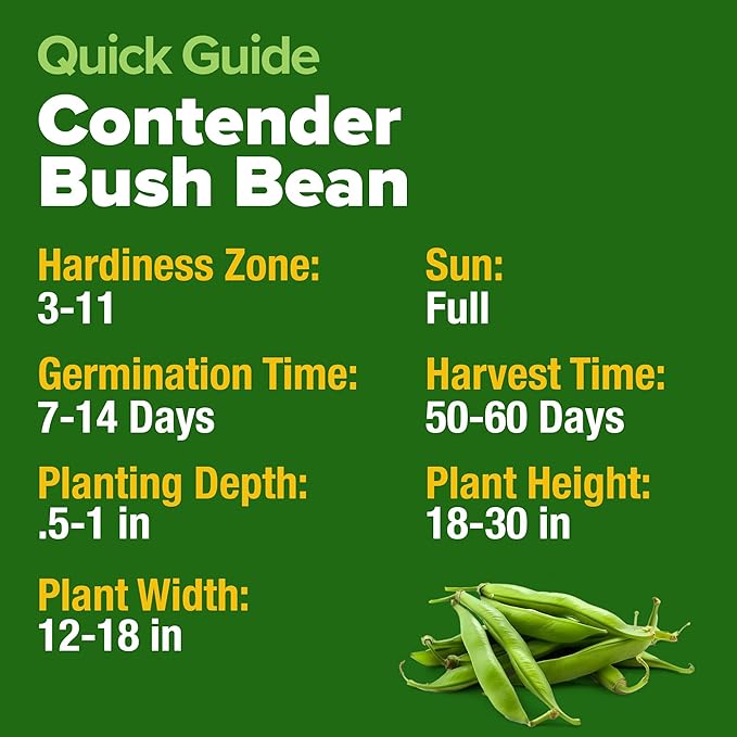 HOME GROWN Contender Bush Bean Seeds 56+ Heirloom Non-GMO, High Germination, Stringless Green Beans for Planting, Early Harvest, Emergency Food Supply, Fresh Eating & Canning (Phaseolus vulgaris)