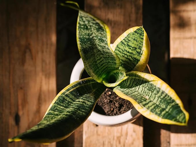 Live Snake Plant – Sansevieria Superba Trifasciata – ragnaroc Tropical Plant in 4” Pot +6” Plant Height - 2ct - Indoor House Plant in Pot, Potted Succulent Plant