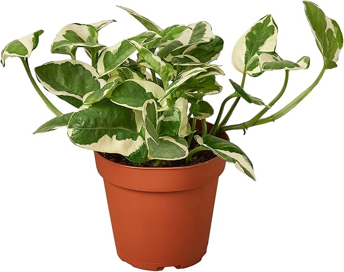 Pothos N'Joy Live Plant - Epipremnum aureum 'n'joy' - Variegated Devil's Ivy - Air Purifying Houseplant - Perfect Live Plant - CA Seller (4" White Cyclinder Pot)