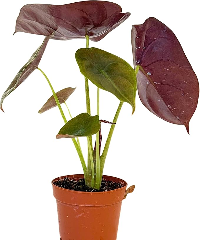 Alocasia Live Plant Starter Pack in 2" Pot - Variety Pack of 3 - Pet Safe Easy to Grow Air Purifying Indoor House Plants Flowers for Home Office Wedding Decor & Birthday Gift (Heat Pack Included)