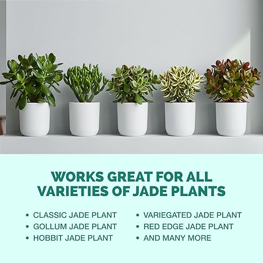 Jade Fertilizer – Gentle Liquid Plant Food for Thick Leaves, Healthy Growth & Vibrant Color, 32 oz