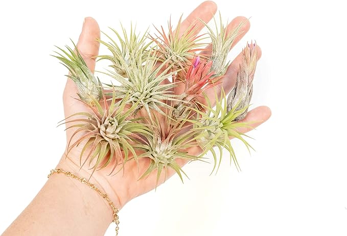 Air Plant Shop 12 Pack Assorted Ionantha Air Plants - Wholesale and Bulk - Succulents - Live Tillandsia - Easy Care Indoor and Outdoor House Plants