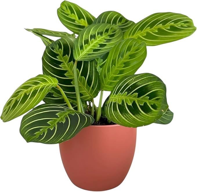 Live Plant, Lemon Lime Maranta Prayer Plant, Pet Friendly, Air Purifying Plant, Easy Care, Easy to Grow Live Indoor Plant, Houseplant, Rare Indoor Plant, Home Décor Pot (Coral)
