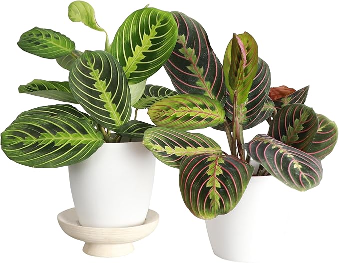 Thorsen's Greenhouse Prayer Plants Set of 2, Maranta leuconeura, Pet Safe Plants, Low Light Plants, Live Indoor Plants, 4" Diameter Plants, Classic Pots (White)