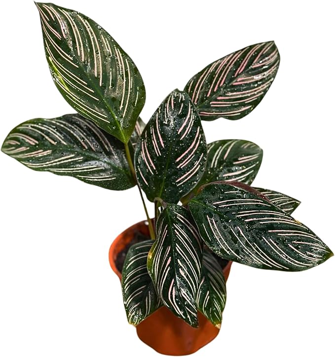 PLANTVERS Live Calathea Plant – Easy Care & Low Maintenance Tropical Houseplant – Air Purifying Indoor Plant for Low Light & Home Décor (Calathea Ornata Pinstripe 4" Grow Pot, 4" Grow Pot)