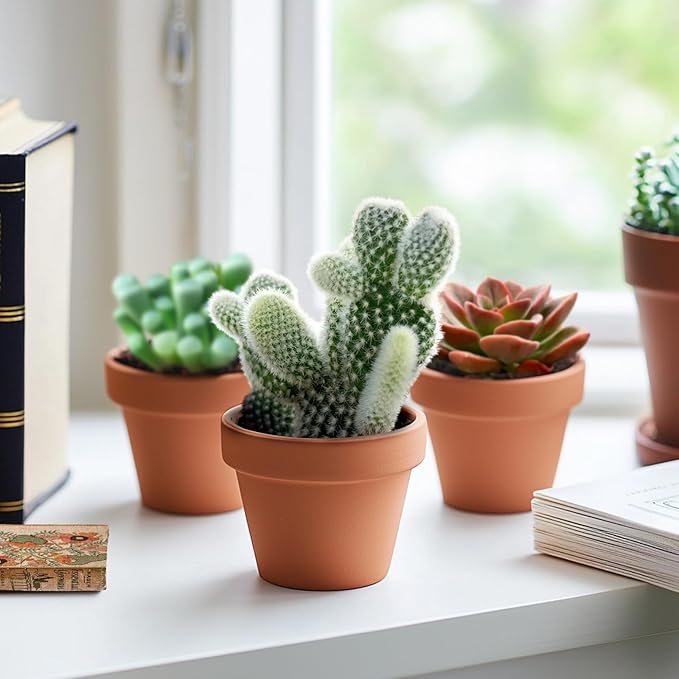 Live Succulent Bunny Ear Cactus, 2 Inch Fully Rooted Potted Plant, Easy Care & Drought Tolerant, Indoor Houseplant for Home Decor