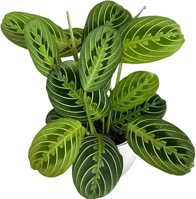 Live Plant, Lemon Lime Maranta Prayer Plant, Pet Friendly, Air Purifying Plant, Easy Care, Easy to Grow Live Indoor Plant, Houseplant, Rare Indoor Plant, Home Décor Pot (White)
