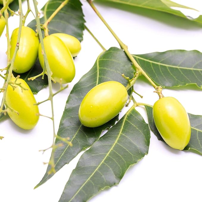 Premium Nature Organic Neem Oil for Skin and Hair Need Oil 100% Pure Cold Pressed for Essential Oil Mixing Neem Oils for Plants Neem Cake Massage Oil Neems Spray for Indoor Plants 4 oz