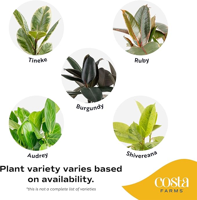 Costa Farms Ficus Live Plant in Decorative Pot, Large Floor Indoor Houseplant, Assorted Variety, Home, Room, or Office Decor, House Warming or Birthday Gift, 2-3 Feet Tall