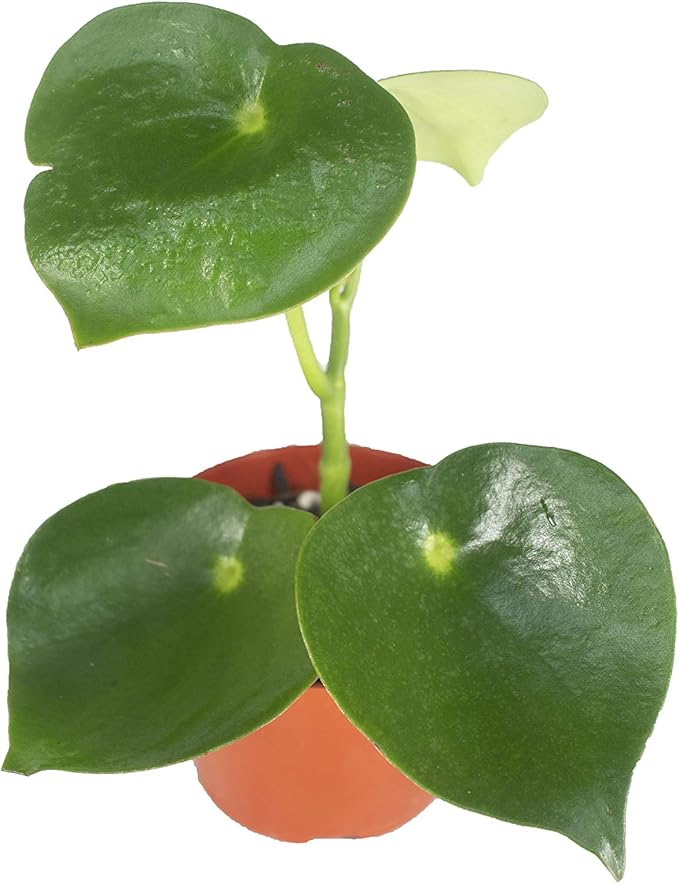 Owl Eye Peperomia - 4" from California Tropicals