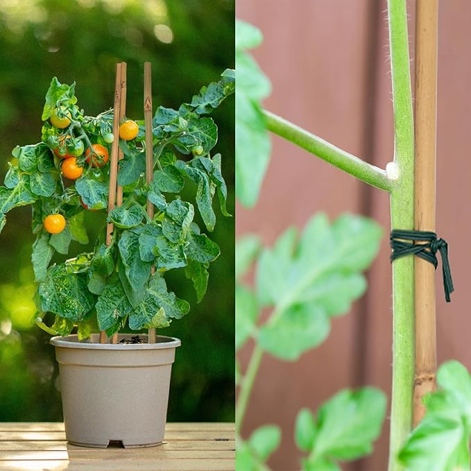 50PCS Plant Stakes,16 Inch Natural Bamboo Stakes,Garden Stakes for Indoor and Outdoor Plants,Poles Sticks for Tomatoes,Beans,Flowers,Trees Potted and Climbing Plants