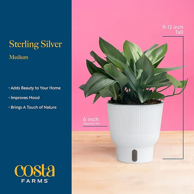 Costa Farms Sterling Silver Scindapsus Live Plant in Self Watering Pot, Indoor Houseplant, Perfect for Home, Room, or Office Decor, Great House Warming or Birthday Gift, 9-12 Inches Tall