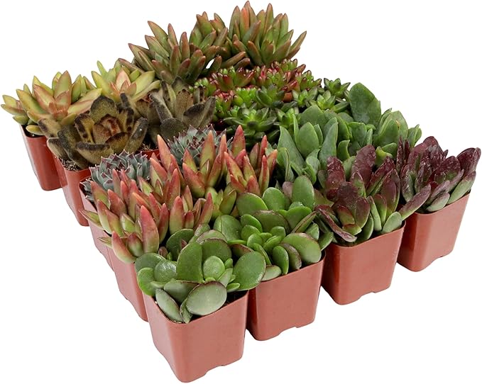 Succulents Plants Live (20PK) Potted Succulent Plants Live House Plants, Cactus Plants Live Plants Indoor Plants Live Houseplants, Indoor Plant Succulents Live Plant House Plant by Plants for Pets