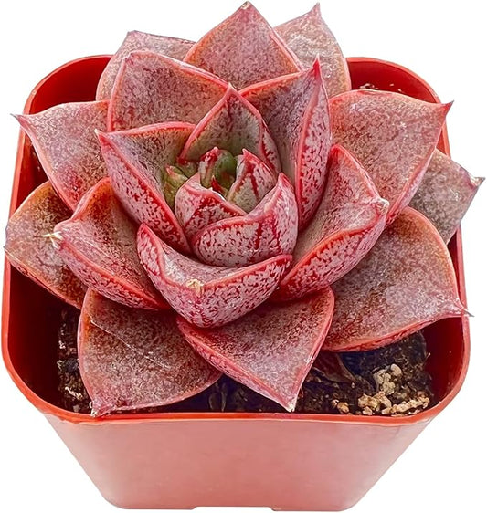 Sprout N Green Echeveria Purpusorum, Rare Live Succulent Plant Fully Rooted in 2" Planter with Soil, Home Office Indoor Outdoor Wedding Decoration DIY Projects Party Favor, Easy to Care, Pet-Friendly