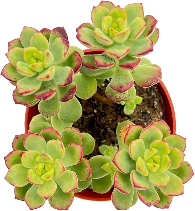Live Succulent Plants Echeveria 'Tango', Easy Care Potted Succulents in 4" Pots, Indoor Houseplant, Unique Gifts, Home Office Décor