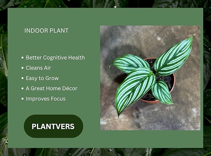 PLANTVERS Live Calathea Plant in 2" Grow Pot – Easy Care & Low Maintenance Tropical Houseplant – Air Purifying Indoor Plant for Low Light & Home Décor (Calathea 'Vitatta')