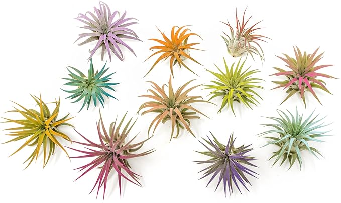 Fuchsia Colorful Tillandsia Air Plants - Long Lasting Color Enhanced Live Tillandsia Succulent House Plants - Home and Garden Decor - Easy Care Indoor/Outdoor Plants (Ionantha Rubra, Pack of 3)