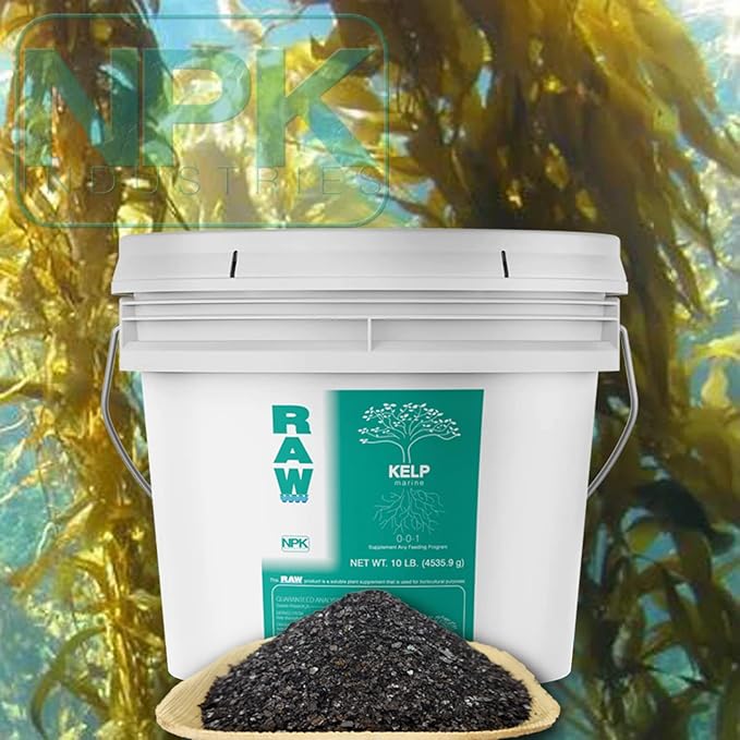 RAW Kelp – Premium Ocean-Derived Kelp Extract
