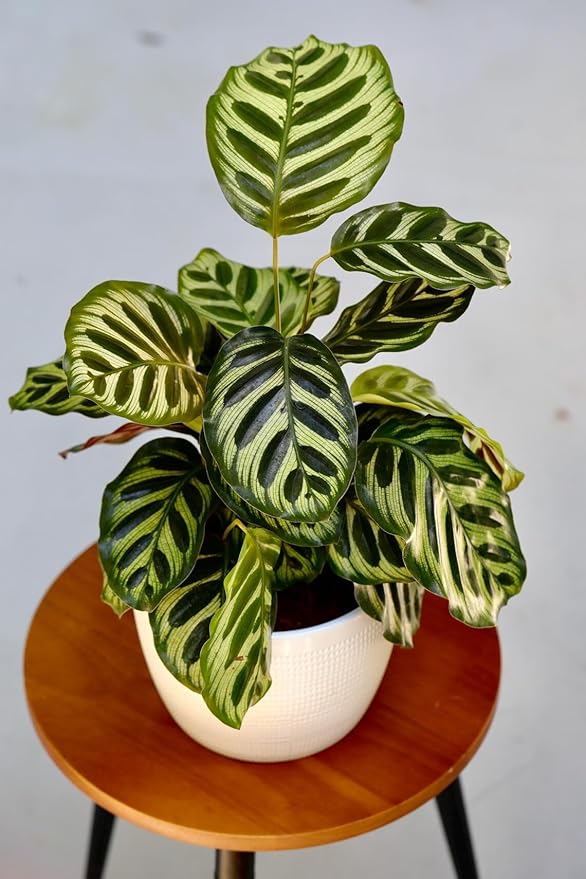 PLANTVERS Live Calathea Plant – Low-Maintenance Indoor Houseplant | Low-Light & Easy-Care Pet-Friendly Plant | Air-Purifying Tropical Houseplant (Calathea Makoyana, 6" Nursery Pot)