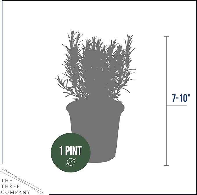 Live Aromatic and Edible Herb - Rosemary (4 Per Pack), Naturally Improves Breathing and Air Quality, 8" Tall by 3" Wide