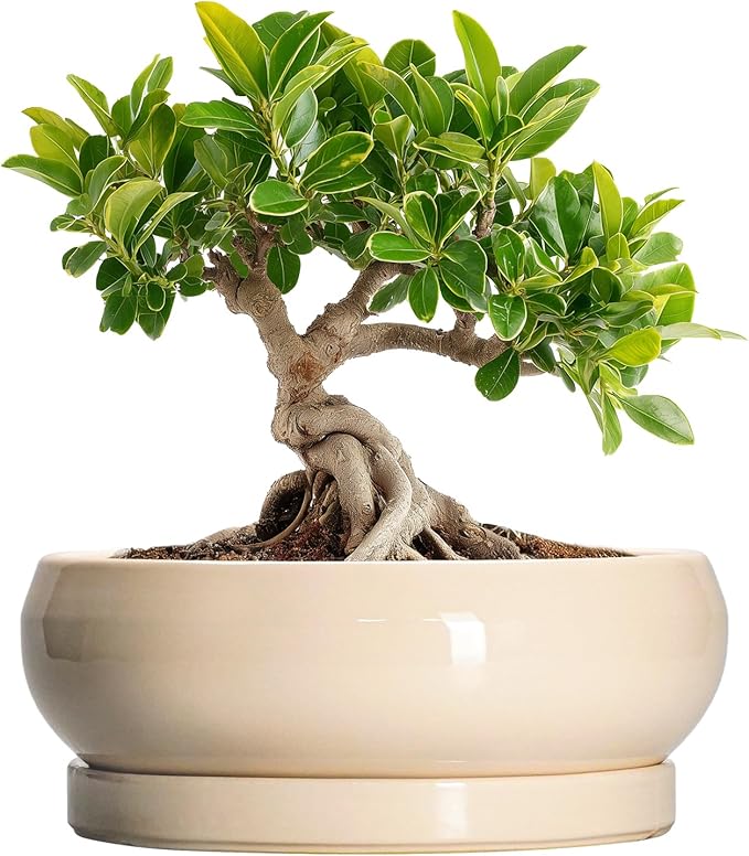 Small Bonsai Pots - 6 Inch Ceramic Succulent Planters for Indoor Plant Outdoor, Shallow Planter with Drainage Hole and Saucer, Round Succulent Pots, Kitchen Decor, Gifts for Women Men, Beige