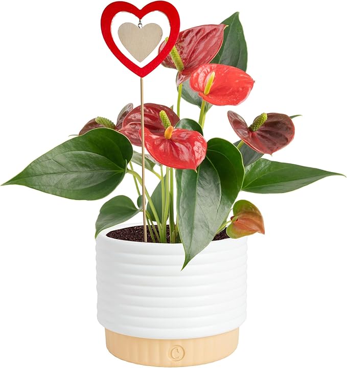 Costa Farms Live Anthurium Indoor Houseplant, Flamingo Flower with Heart-Shaped Red Blooms, 10-14 Inches Tall in Decorative Pot with Decoration, Air Purifier for Home or Office Decor, Gift for Her