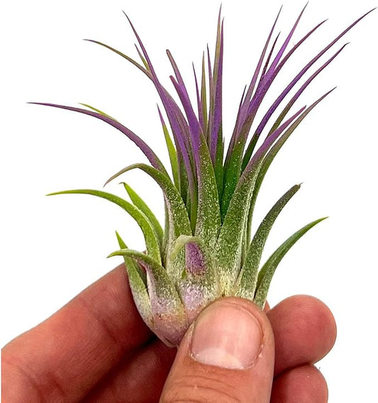 ragnaroc Air Plants - Tillandsia Ionantha, Regular 2-3" - 1ct - Organically Enhanced Color - Live Arrival Guaranteed - House Plants for Home Decor & Gift, Lavender