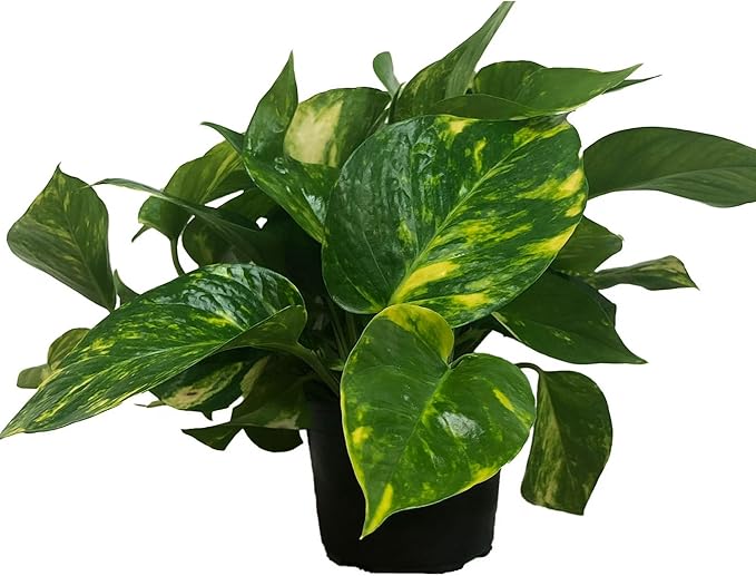 Golden Pothos Live Plant, Easy Care Indoor House Plant in Grower's Pot, Potting Soil, Great for Outdoor Hanging Planter or Basket, Housewarming Gift, Desk Decor, Room Decor, BSBD