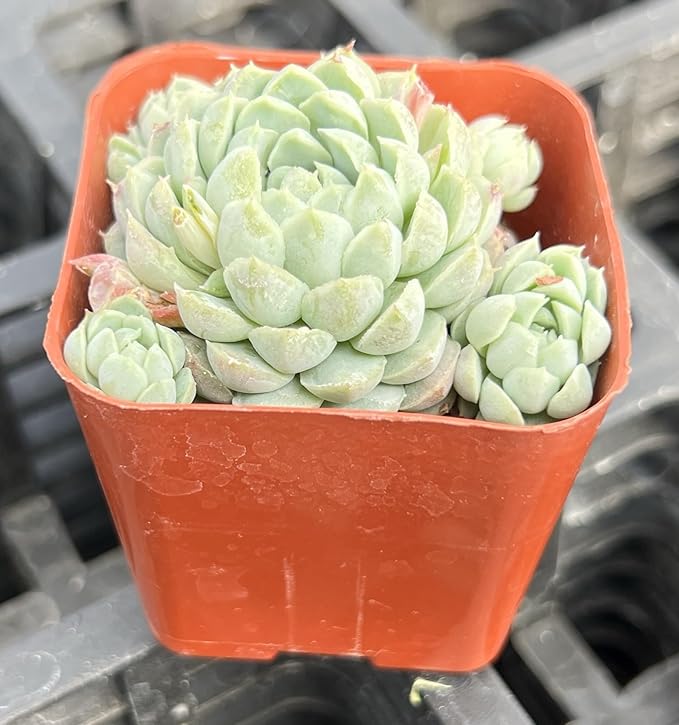 Sprout N Green Echeveria 'Ball of Fat', Rare Live Succulent Plant Fully Rooted in 2" Planter with Soil, Home Office Indoor Outdoor Wedding Decoration DIY Projects Party Favor