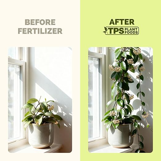 Hoya Fertilizer – Liquid Plant Food for More Blooms, Thick Waxy Leaves & Longer Vines, 32 oz