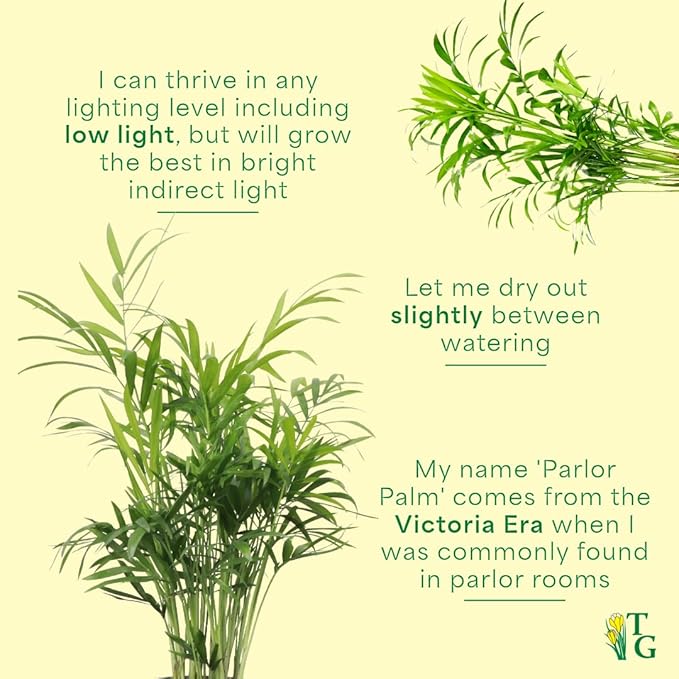 Thorsen's Greenhouse Parlor Palm Plant, Live Indoor Plant, Neanthe Bella Palm, Natural Air Purifier, Easy to Grow, Pet Safe Plant, 4-inch Diameter Pot (Terra Cotta)