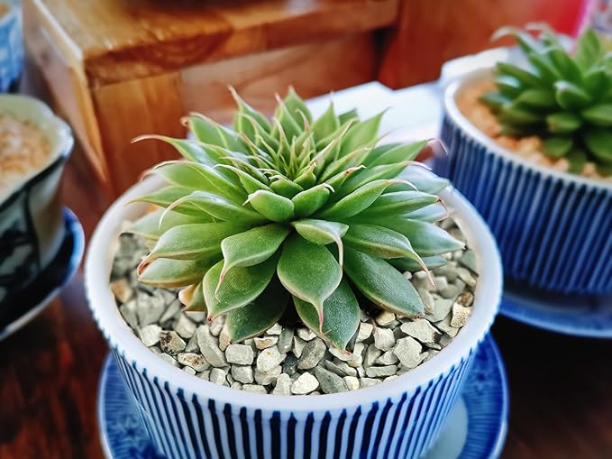 Boniosz 2lb Succulents and Cactus Green Zeolite, Décor & Additive Rocks, Natural Decorative Gravel for Bonsai, Fairy Gardening, DIY Projects, Vases Fillers, Terrarium