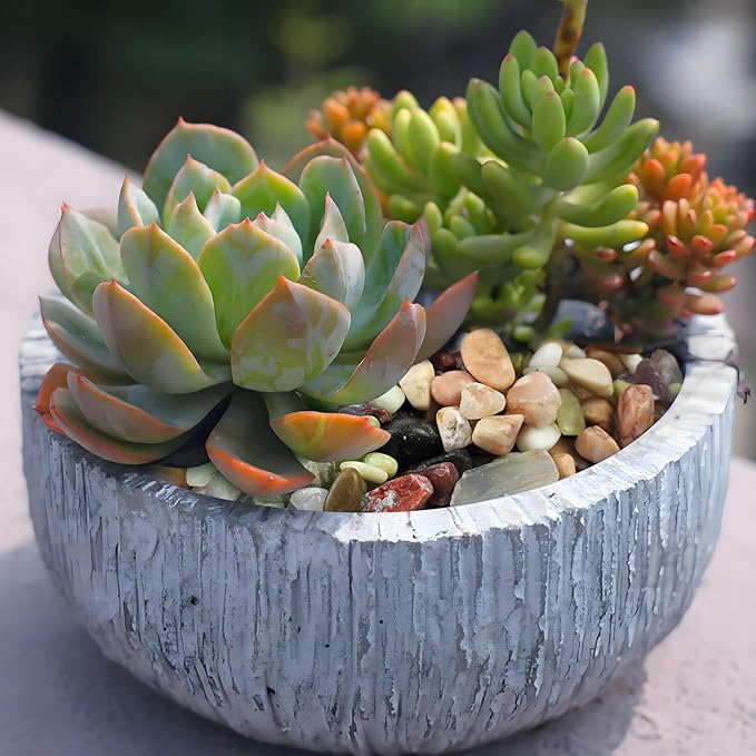 FANTIAN 5lbs Small Succulent Rocks, 3/8 Inch Colorful Pebbles for Plants, Decorative Rocks for Plants Indoor, Vases, Planters and Outdoor Gardening Stones