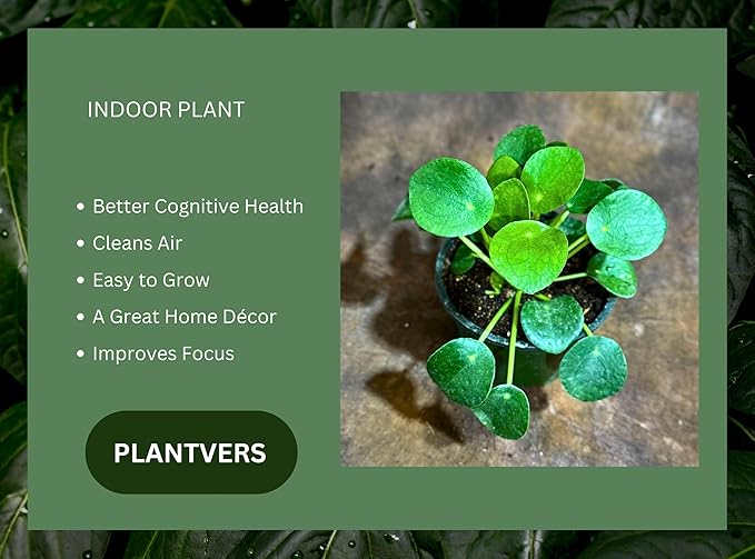 PLANTVERS Chinese Money Plant in a 4" Grow Pot – Pilea Peperomioides – Coin-Shaped Green Leaves Plant – Easy-Care Houseplant for Low Light – Low Maintenance Indoor Plant