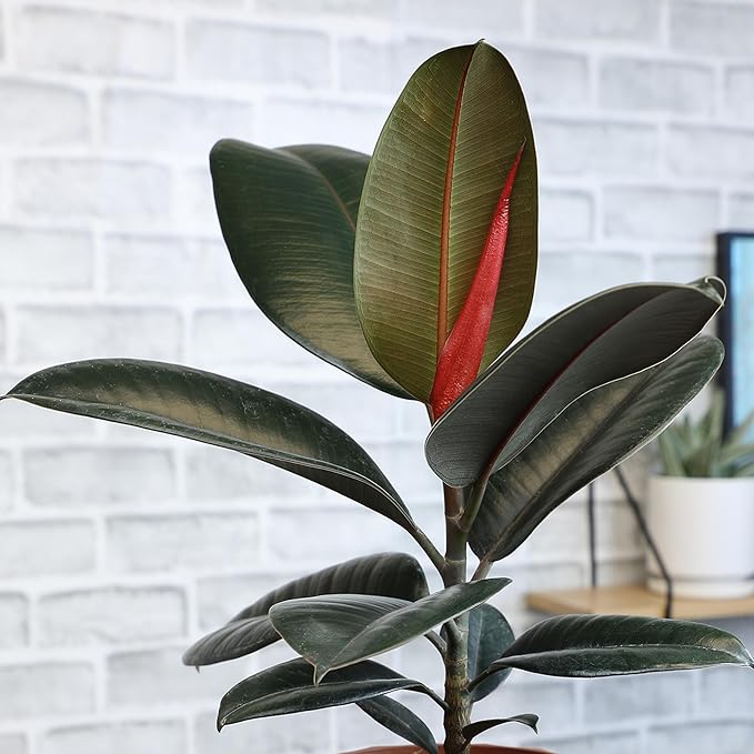 Burgundy Rubber Tree Houseplant Decor in 6" White Pot, Live Ficus, Easy Care, Variegated Ficus Elastica, Popular Live Botanical, Real Plants, Air Purifying Office & Desk Decor by Plants for Pets