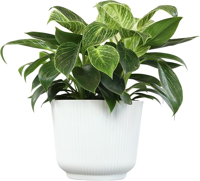 Altman Plants Variegated Philodendron Birkin in 6 Inch White Plastic Planter, Easy Plant Gift & Desk Plant, Real Air Purifying Plants, Philodendron Plant Live Indoor Plants in Indoor Potting Soil Mix