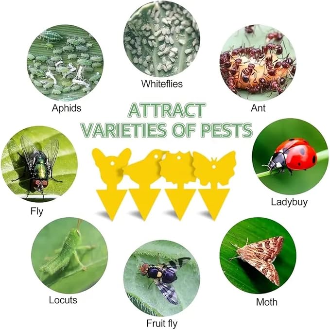 60 Pack Fruit Fly Traps Yellow Sticky Traps Gnat Sticky Traps for Indoor/Outdoorgnat Traps for House Indoor (55（55+4+1） 60pack)