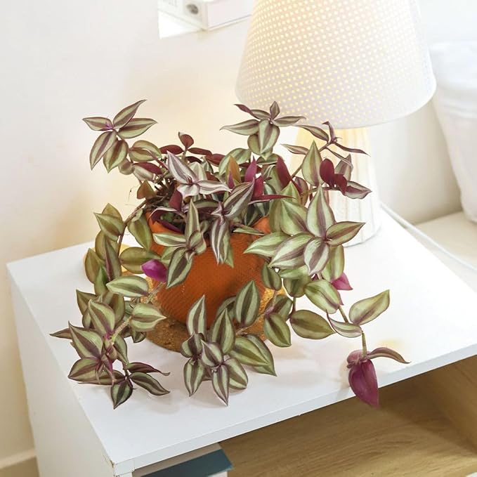 Tradescantia Zebrina 'Wandering Dude' (4 inch) - Air-Purifying Houseplants - 4/6 inch Unique Live Decorative Houseplants - Low-Maintenance Indoor Plants, House Warming Gift, Natural Air Purifier