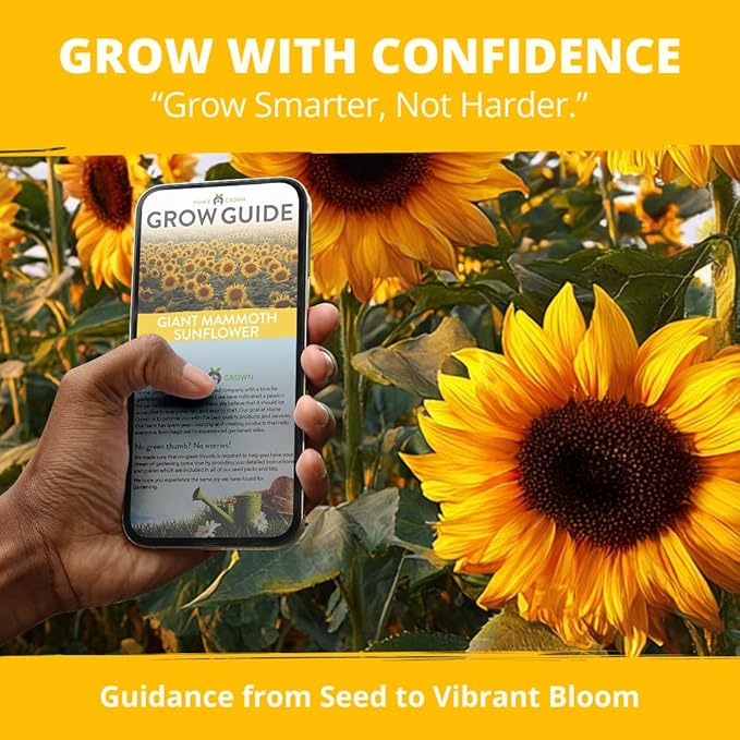 HOME GROWN Sunflower Seeds to Plant | 520+ Giant Mammoth Sunflower Seeds for Planting Bulk Packet | Heirloom, High Germination, Easy to Grow Jumbo Sun Flower for Home Garden(Helianthus annuus)